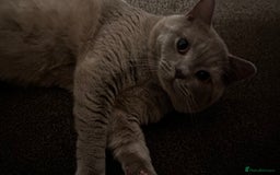 British Shorthair cats for sale: PURE BRITISH SHORTHAIR  - Image 4
