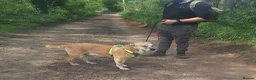 Mixed Breed dogs for sale: Foster or Forever Home for Beautiful Sanchez - Advert 10