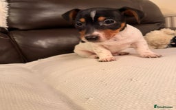 Jack Russell dogs for sale: Adorable Miniature  Jack Russell Pups For Sale - Advert 9