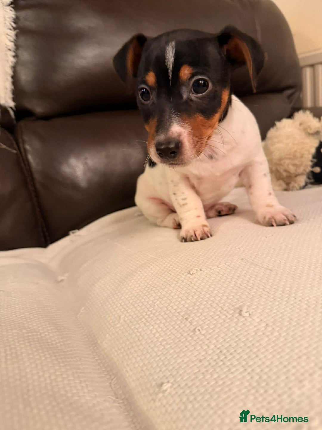 Jack Russell dogs for sale: Adorable Miniature  Jack Russell Pups For Sale - Advert 9
