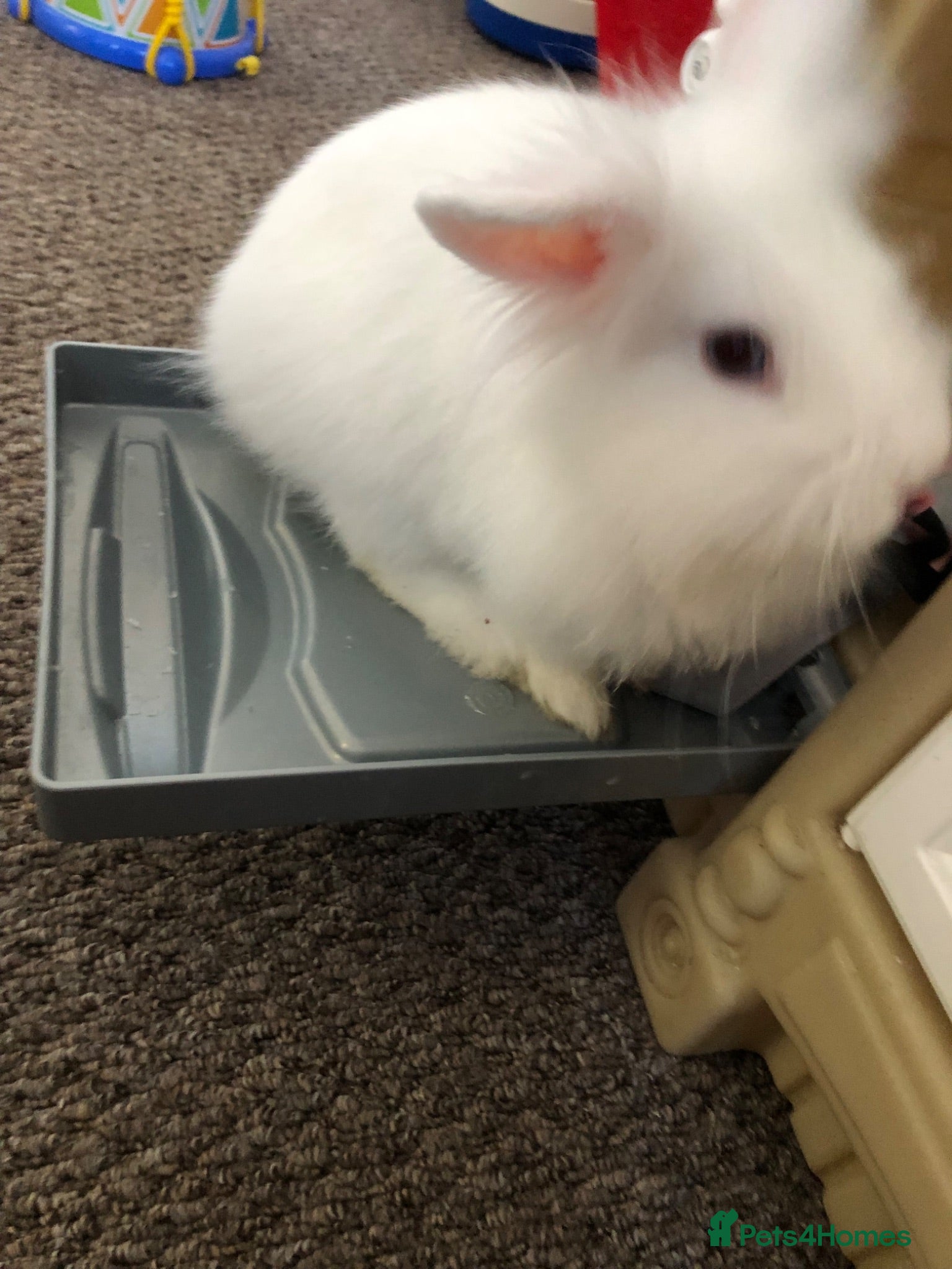 Lionhead rabbits Lionhead rabbit  - Advert 1