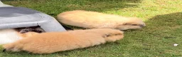 Guinea Pig rodents for sale: Swiss & Peruvians baby’s available  - Advert 4