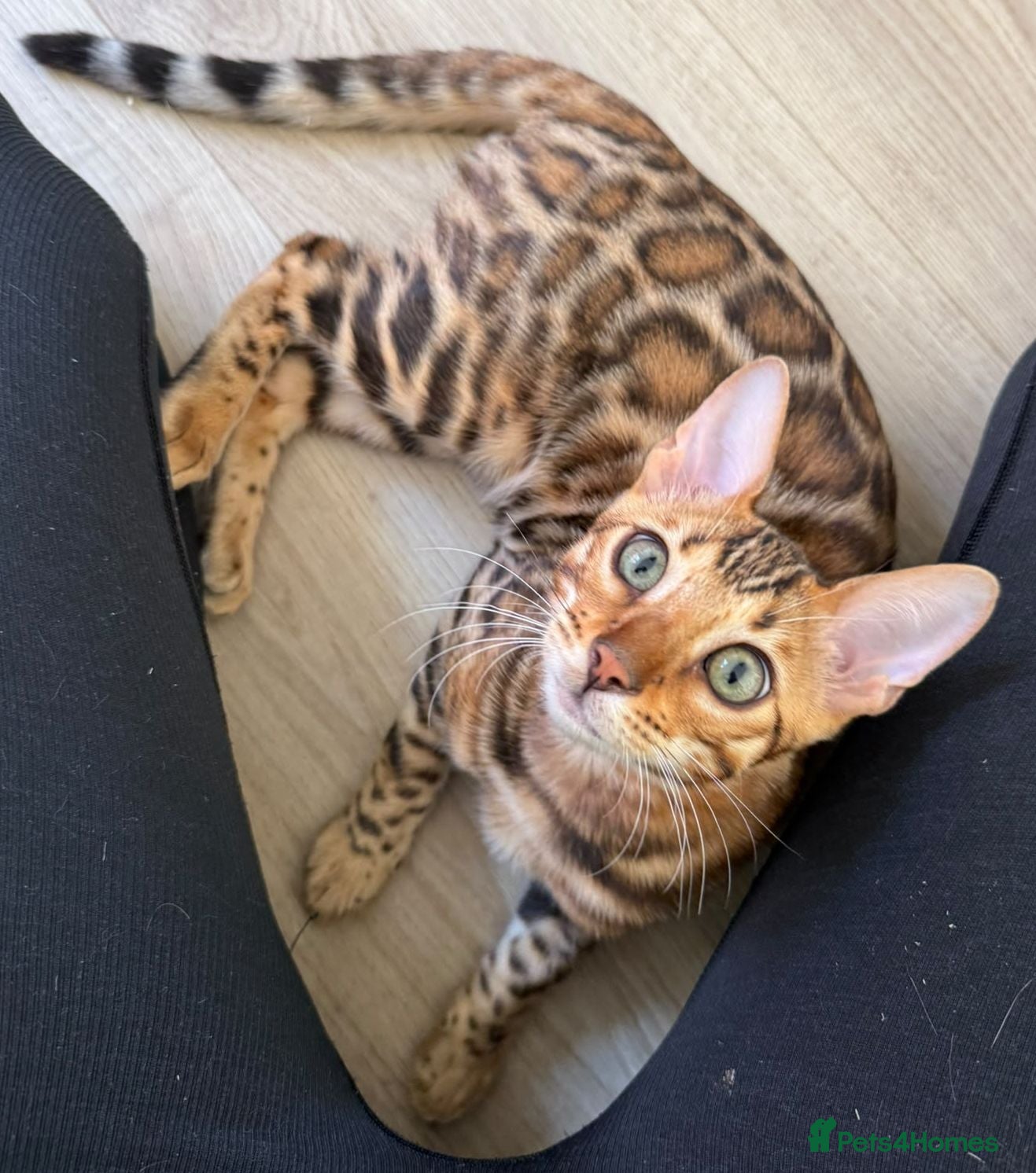Bengal cats The last kitten: affectionate Bengal boy ❤️ - Advert 1