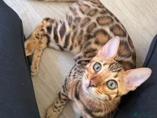 Bengal cats The last kitten: affectionate Bengal boy ❤️ - Advert 1