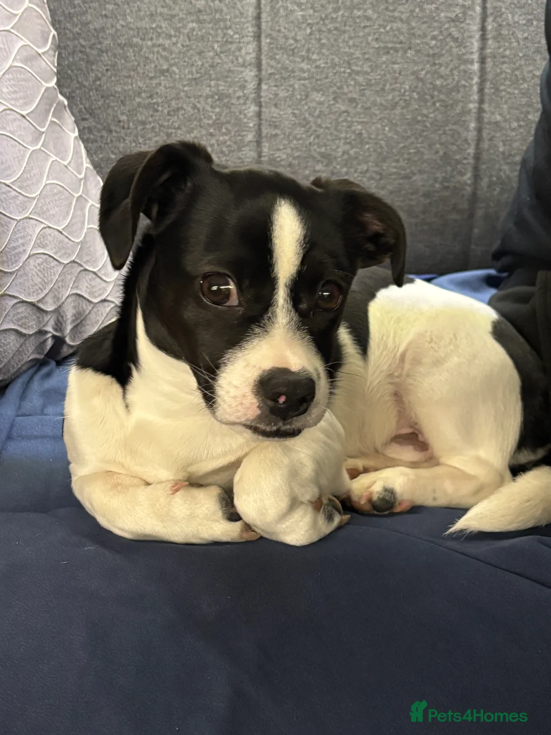 Mixed Breed dogs for sale: Pup Looking for New Home - Advert 1