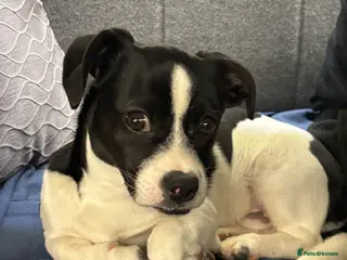 Mixed Breed dogs Pup Looking for New Home - Advert 1