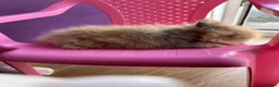 Lionhead rabbits for sale: Lionhead Baby Bunies  - Advert 7