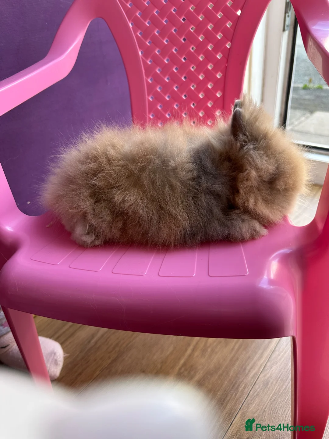 Lionhead rabbits for sale: Lionhead Baby Bunies  - Advert 7