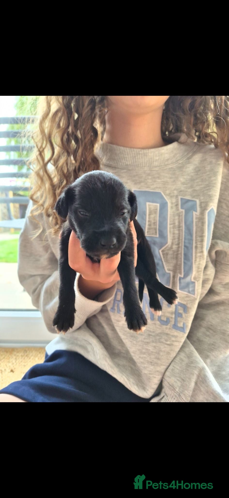 Mixed Breed dogs Bedlington x whippet pups first cross  - Advert 11