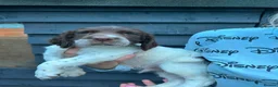 English Springer Spaniel dogs for sale: Kc reg working English springer spaniels  - Advert 13
