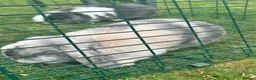 Mini Lop rabbits for sale: 2 beautiful bonded bunnies  in Bath - Advert 5