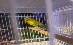 Budgerigars birds for sale: Blackwing and split bf - Image 3