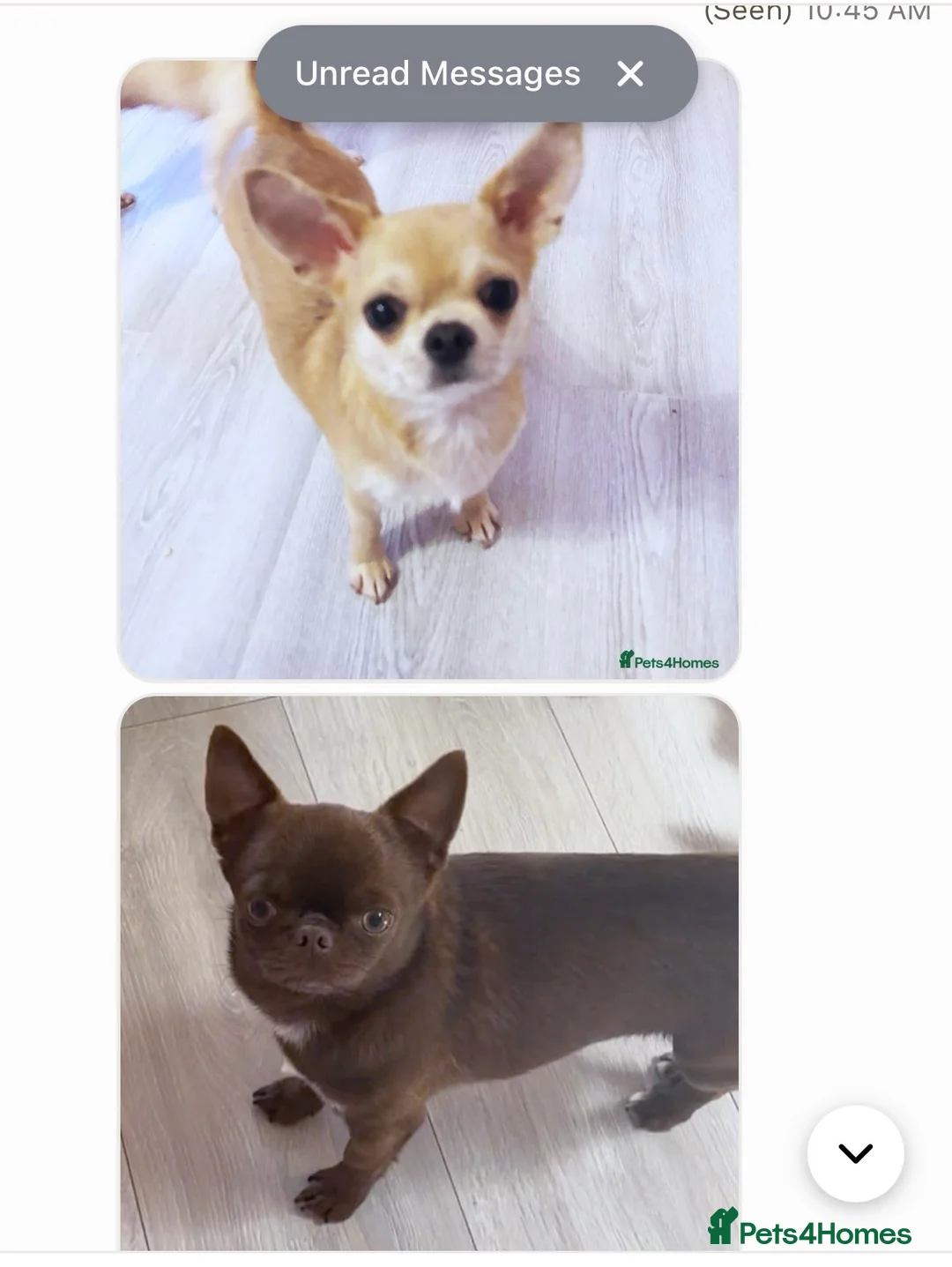 Chihuahua dogs for sale: Mr Boss in Maidstone - Advert 2