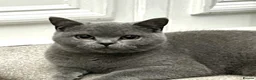 British Shorthair cats for sale: 12 month old British Shorthair Male - Advert 5