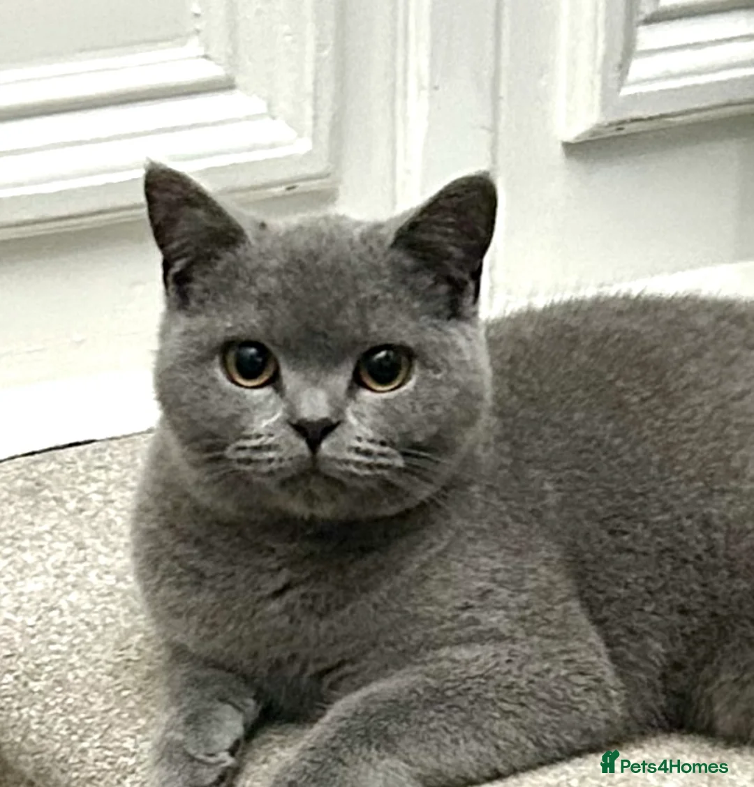 British Shorthair cats for sale: 12 month old British Shorthair Male - Advert 5