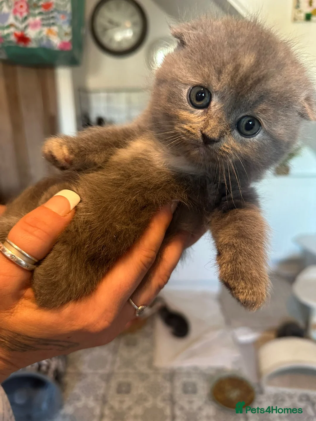 Scottish Fold cats for sale: Beautiful Scottosh Fold Kittens - Advert 1