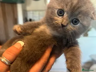 Scottish Fold cats for sale: Beautiful Scottosh Fold Kittens - Advert 2