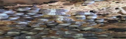 Isopods invertebrates for sale: PANDA KING ISOPODS  in Nuneaton - Advert 3