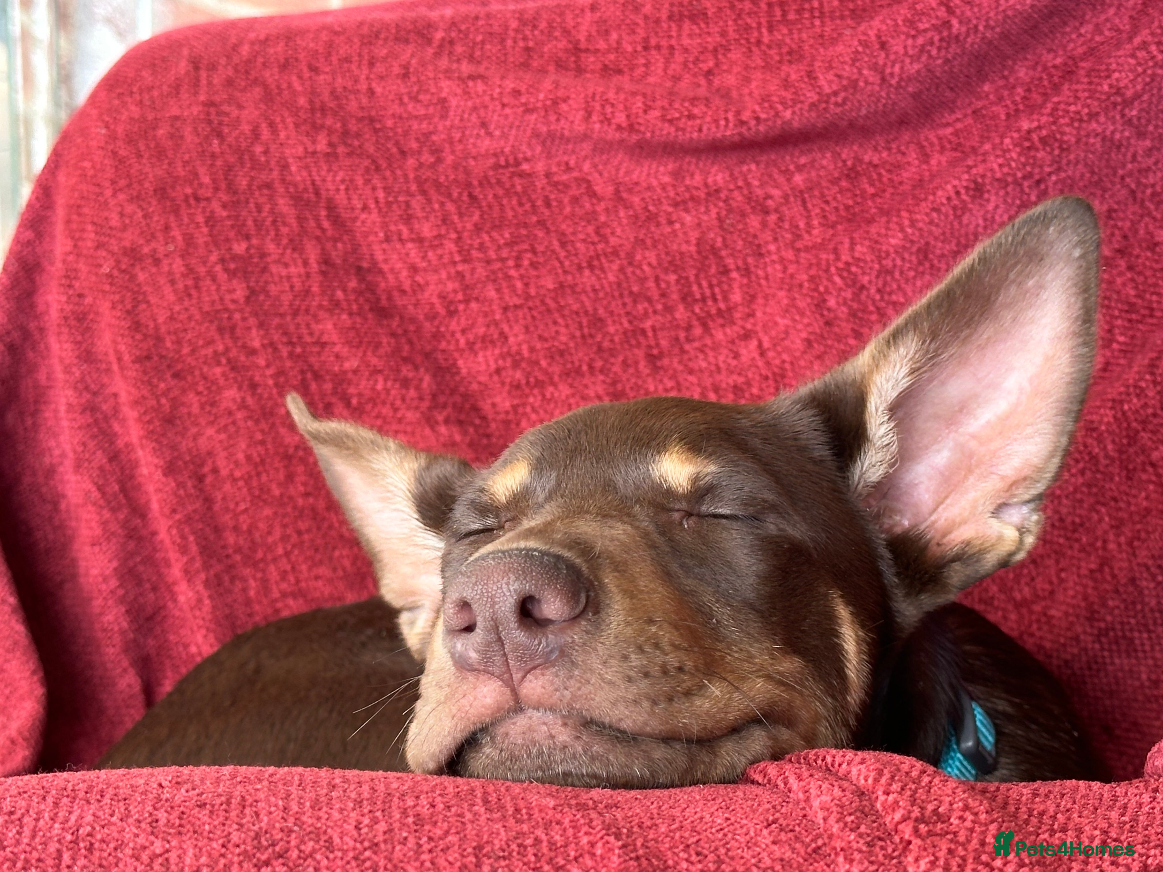 Australian Kelpie dogs Australian Kelpie 6 months male - Advert 12