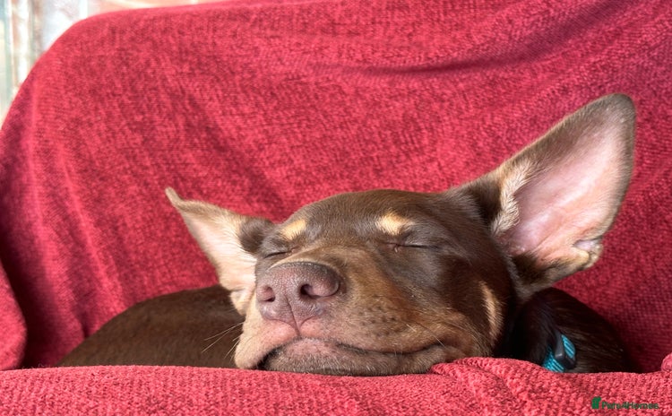 Australian Kelpie dogs Australian Kelpie 6 months male - Advert 9