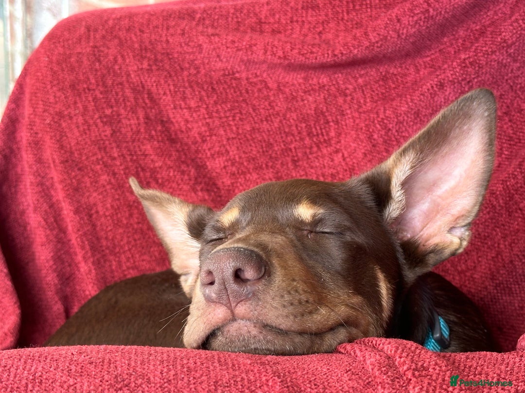 Australian Kelpie dogs for sale: Australian Kelpie 6 months male - Advert 1