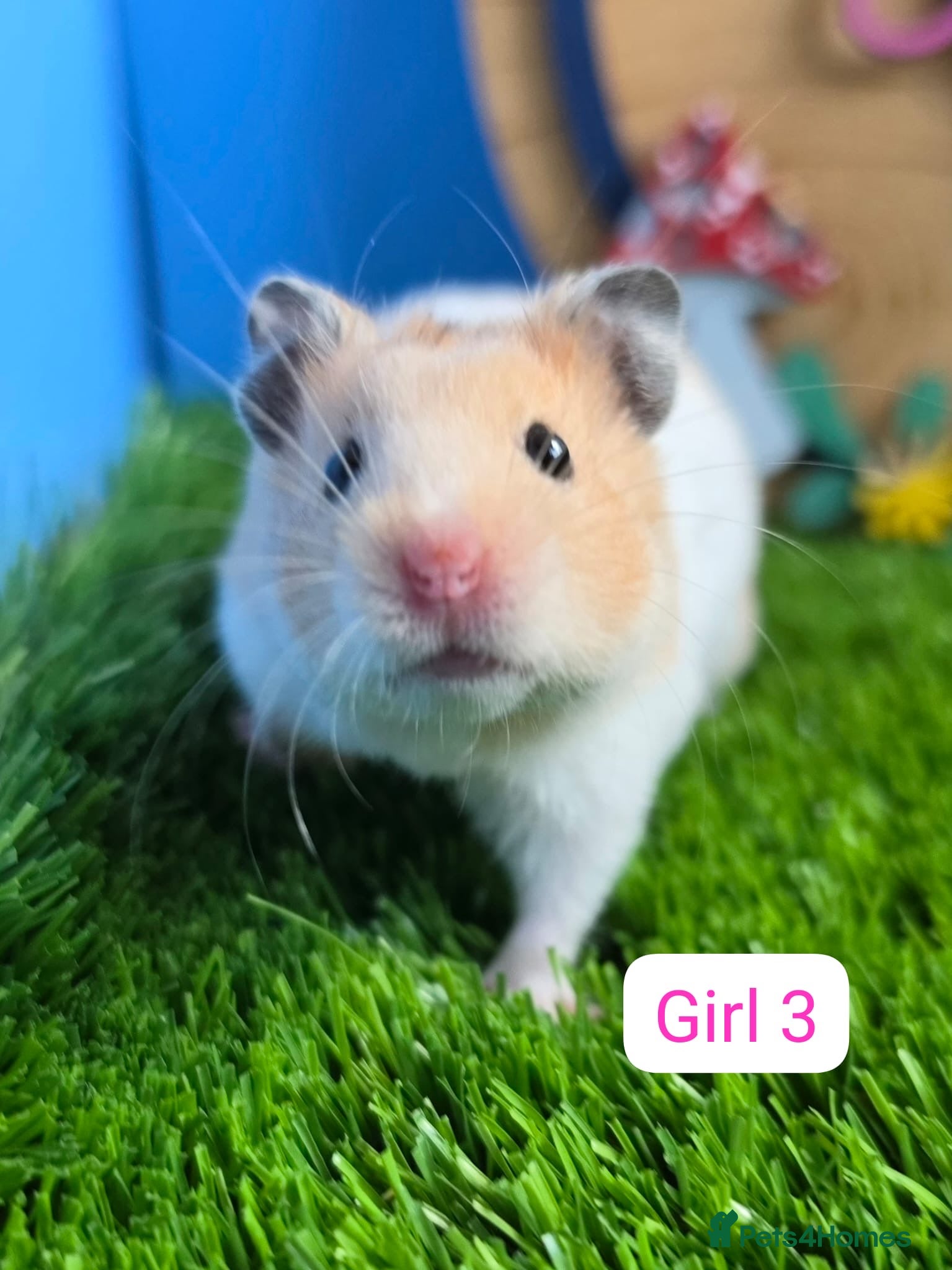 Hamster rodents Syrian Hamster Baby Male Female Pedigree Boy Girl - Advert 1