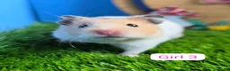 Hamster rodents for sale: Syrian Hamster Baby Male Female Pedigree Boy Girl - Advert 4