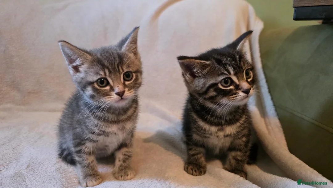 Mixed Breed cats for sale: 3 kittens for sale ready now - Advert 7