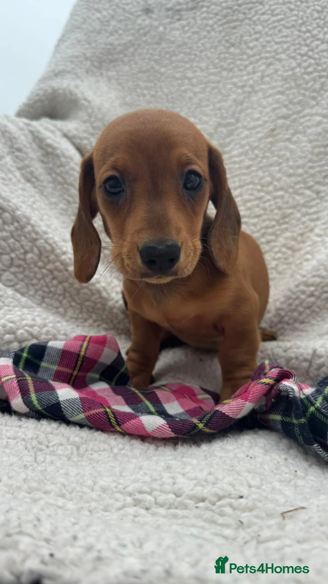 Dachshund dogs for sale: BEAUTIFUL KC REG & PRA CLEAR MINI DACHSHUNDS🩷💙 - Advert 2