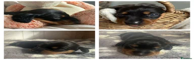 Miniature Dachshund Puppy 4