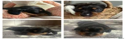 Miniature Dachshund dogs for sale: Miniature dachshund pups - Advert 10