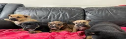 Mixed Breed dogs for sale: German shepherd x Staff litter - super friendly - Advert 5