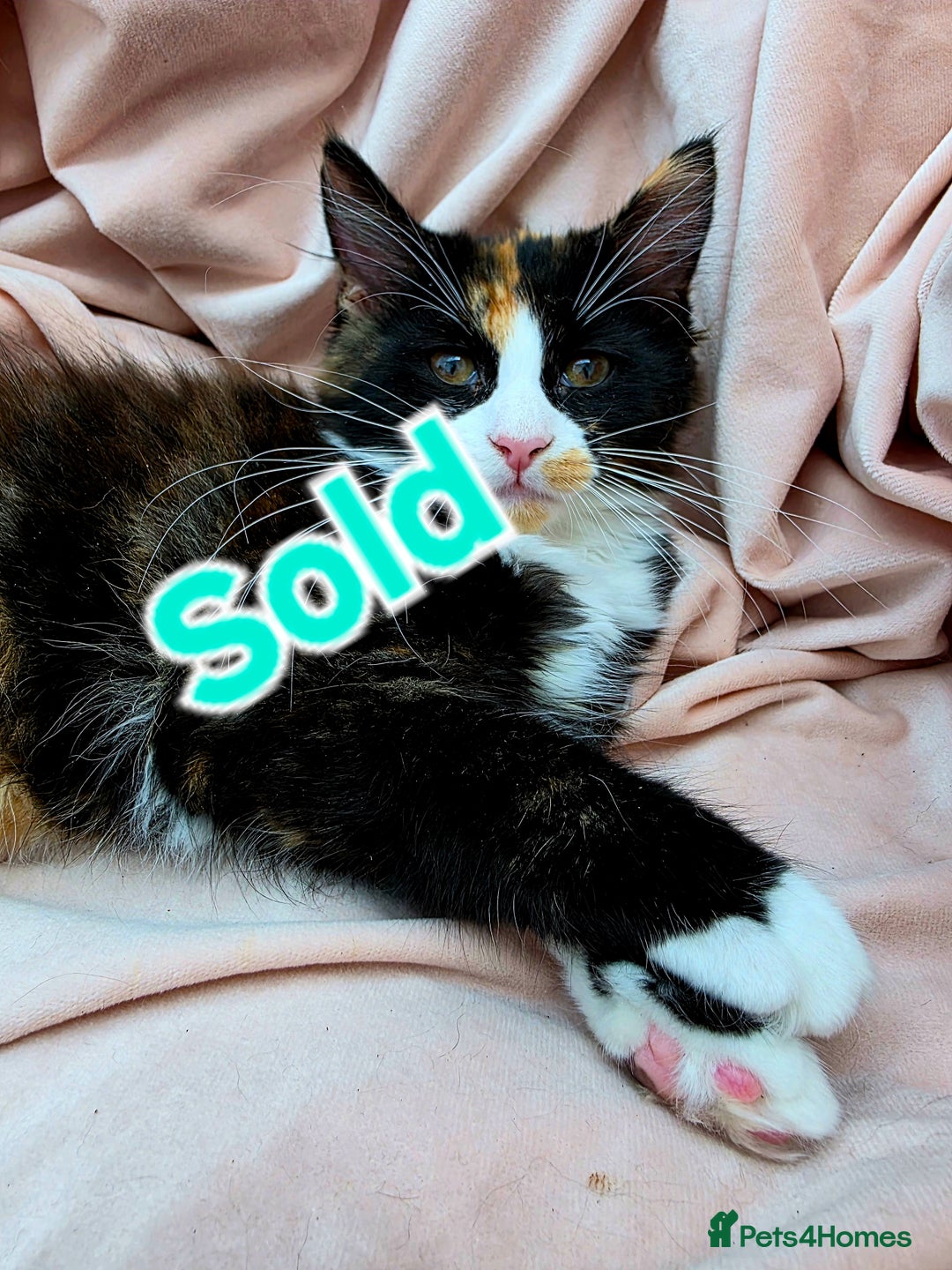 Mixed Breed cats for sale: 4 Maine Coon X Kittens Ready To Leave!!! - Image 16