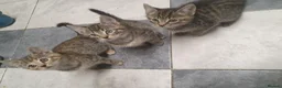 Mixed Breed cats for sale: 3 little boys  - Advert 29