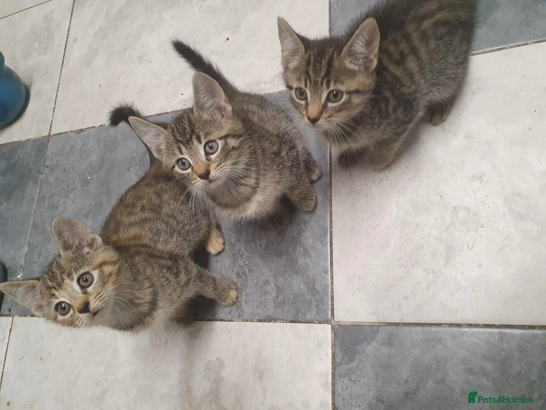 Mixed Breed cats for sale: 3 little boys  - Advert 29