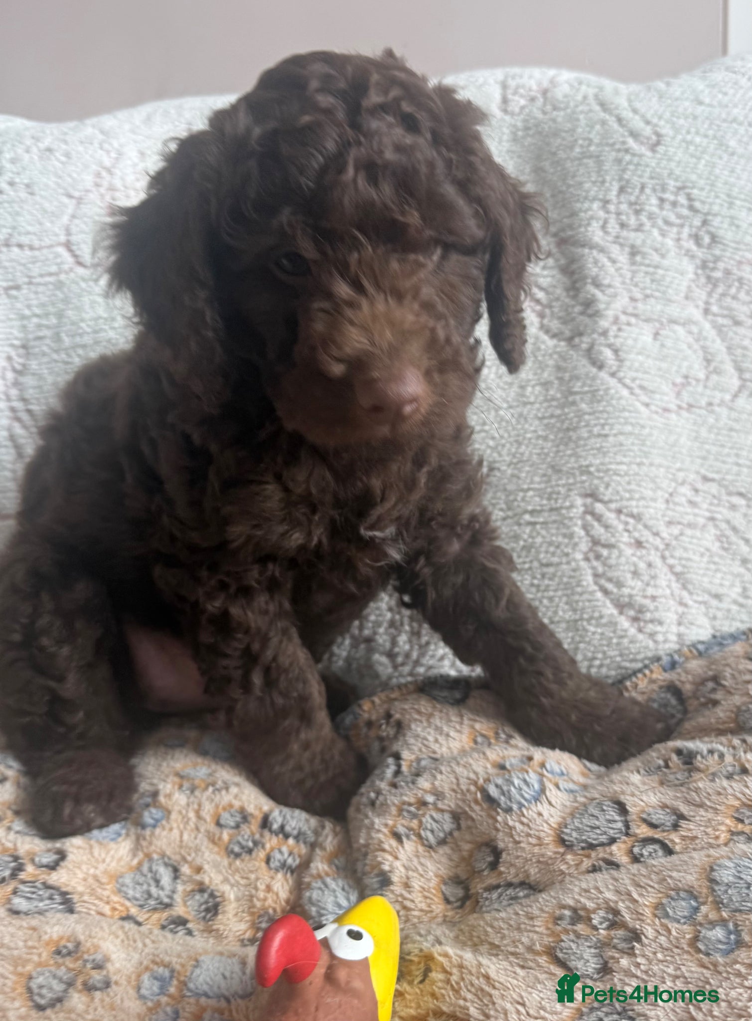 Labradoodle dogs Ready now *Last 3* - Advert 6