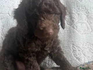Labradoodle dogs Ready now *Last 3* - Advert 6