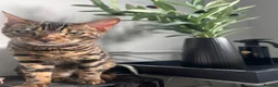 Bengal cats for sale: Brother and Sister Bengals - 2 years old in Wilmslow - Advert 3