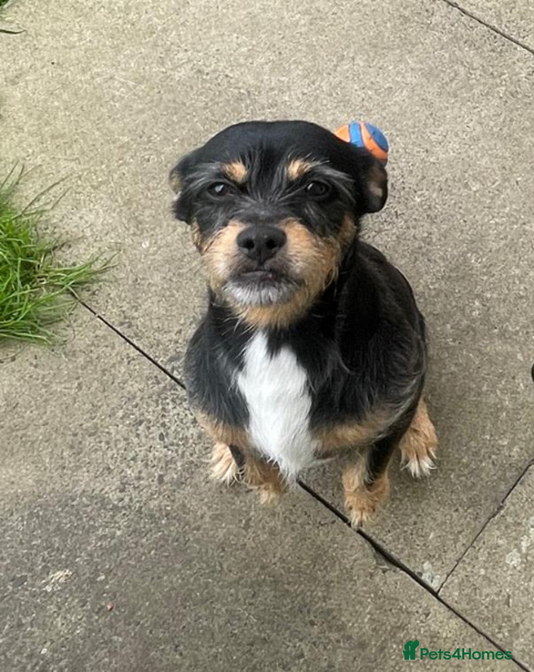 Mixed Breed dogs for stud: Proven 5yr old Jack Tzu for stud - Advert 1