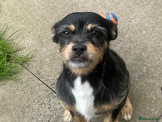 Mixed Breed dogs Proven 5yr old Jack Tzu for stud - Advert 1