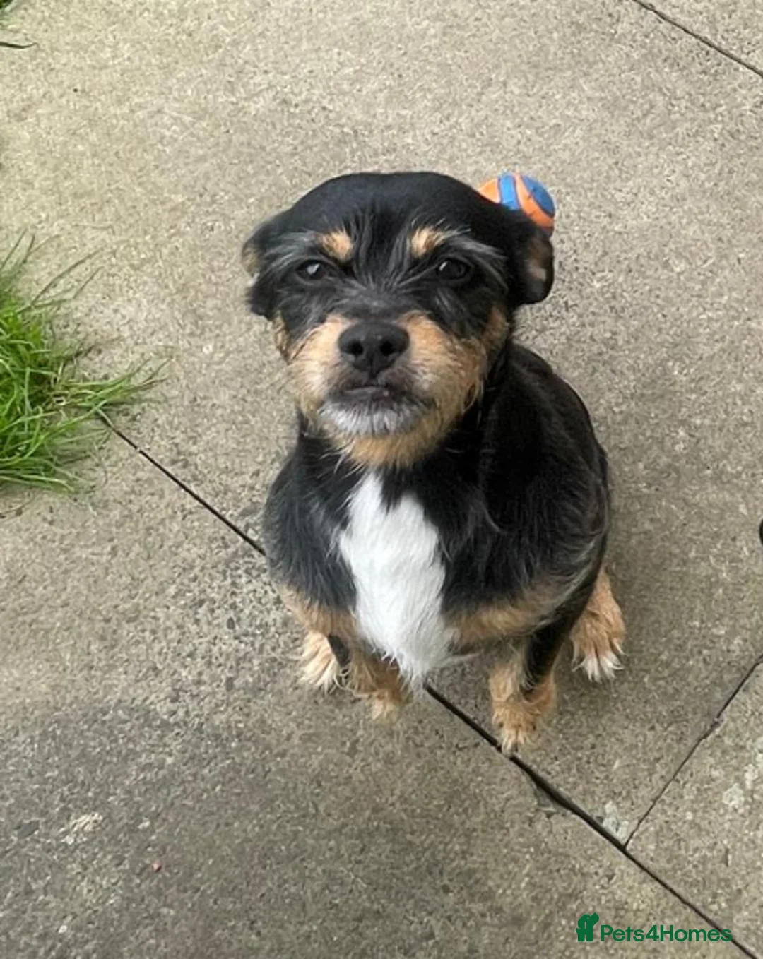 Mixed Breed dogs for stud: Proven 5yr old Jack Tzu for stud - Advert 1