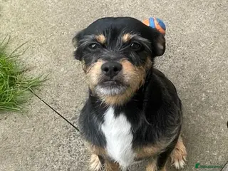 Mixed Breed dogs Proven 5yr old Jack Tzu for stud - Advert 16