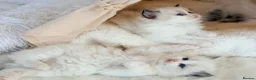 Ragdoll cats for sale: Champion pedigree Chucky Ragdoll babies  - Advert 22