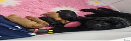 Cavapoo dogs for sale: Beautiful little Minnie - Toy F1b cavapoo - Advert 6