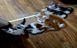 Mixed Breed cats for sale: 6 kittens  - Image 1