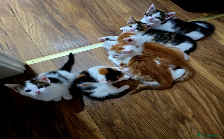 Mixed Breed cats - Advert 15