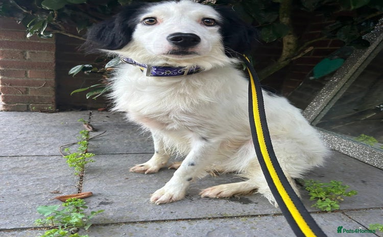 Mixed Breed dogs - Advert 1