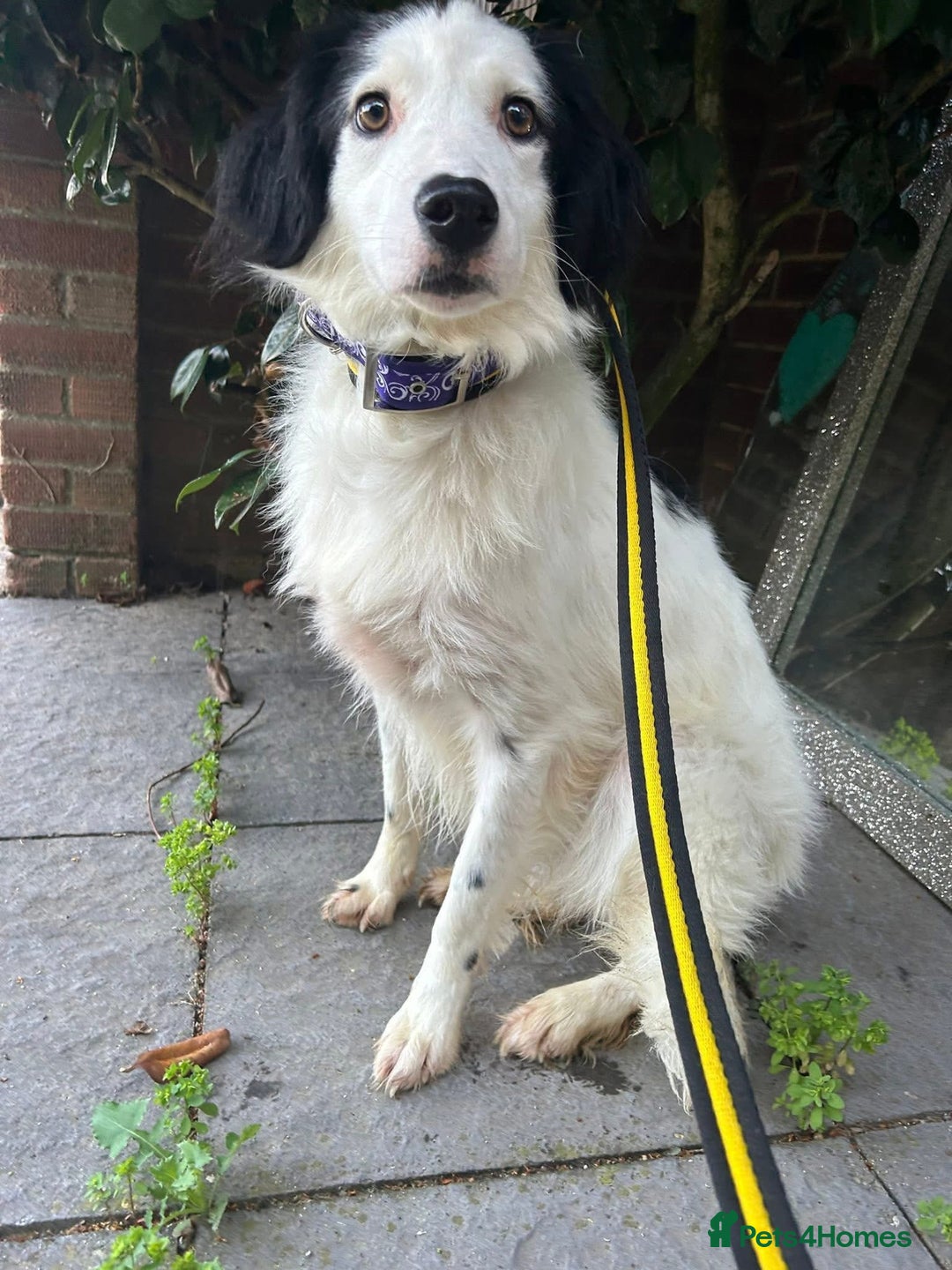 Mixed Breed dogs for adoption: Spotty - Norwich Norfolk  - Image 1