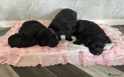 Cockerdor dogs for sale: 3 beautiful cockerador baby’s  - Image 6