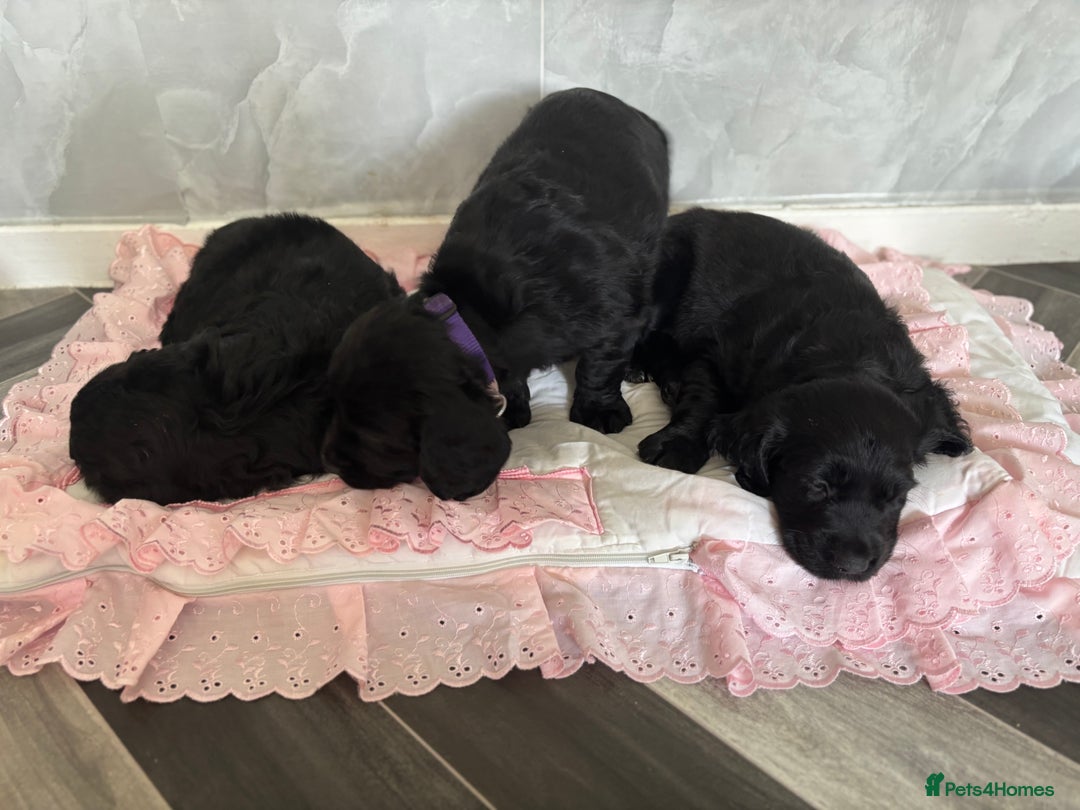 Cockerdor dogs for sale: 3 beautiful cockerador baby’s  - Image 6